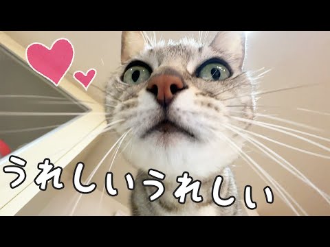飼い主のお風呂上がりをすごく喜ぶ猫！(YouTube)