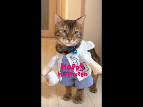 オヤツくれないとイタズラするよ？🐈 #Halloween(YouTube)