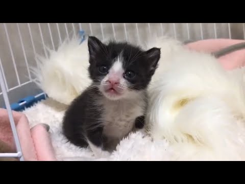 弱弱しかった子猫が我が家にやって来て5年になります。(YouTube)
