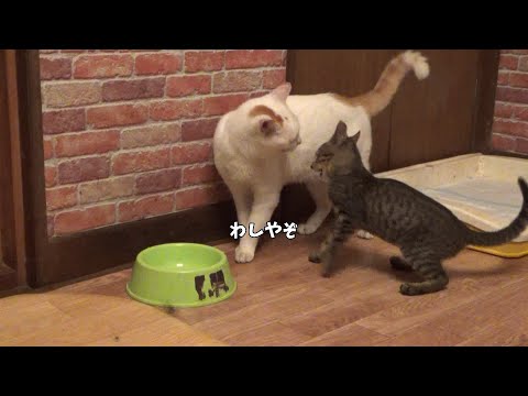 この子猫とこの猫は結果出会えた。な話(YouTube)