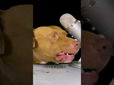 【閲覧注意】骨付き肉を堪能するピットブル#shorts(YouTube)