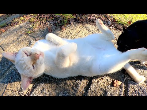 嫉妬深い薄茶シロ猫がバットニャンを押し退けてグイグイと甘えてくる(YouTube)