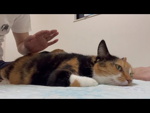 嫌よ嫌よも好きの内系女子猫がかわいい！(YouTube)