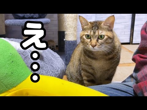 お気に入りのベッドを洗濯しようとしたら猫の表情が…笑(YouTube)