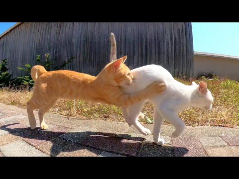 道端で白猫ちゃんを撫でるとお友達の茶トラ猫くんもやって来た(YouTube)