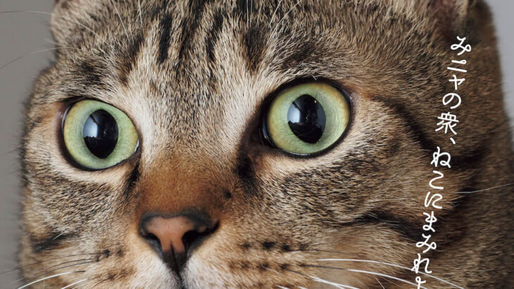 6年分の猫をギュッと詰め込んだ雑誌「NyAERAギガ盛り」が発売！過去に登場したネコに取材を敢行(ブログ)