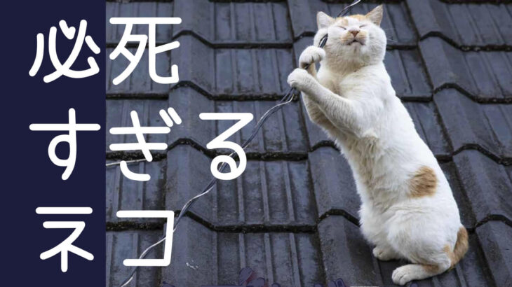 ねこ写真家・沖昌之さんの写真展「必死すぎるネコ」が渋谷で開催！最終日にはトークイベントも(ブログ)