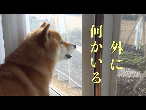 可愛い声で何者かにひたすら文句を言い続ける柴犬、しかしその正体は。。(YouTube)