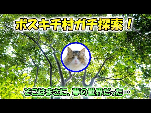 GPSで判明した脱走猫の潜伏先を探索に行ったら、夢のような世界が広がっていた‥【これが真のボスキチ村だ！】(YouTube)
