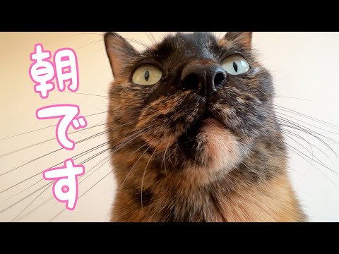 朝の猫目覚ましが近すぎます…ｗ(YouTube)