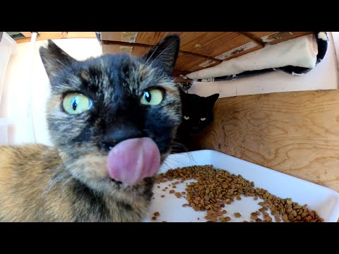猫達がカリカリ食べ放題の猫ハウスで腹ごしらえをする(YouTube)
