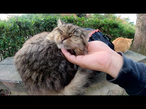 モフモフの猫がリュックの上に座り込みをして帰らせてくれない(YouTube)