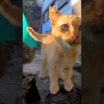 茶トラ子猫がカメラにしがみついてきた(YouTube)