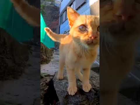 茶トラ子猫がカメラにしがみついてきた(YouTube)