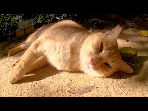 クリーム猫が木漏れ日の中でお腹を丸出しにしてくつろぐ(YouTube)
