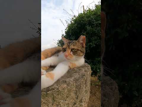 神社の三毛猫ちゃん(YouTube)
