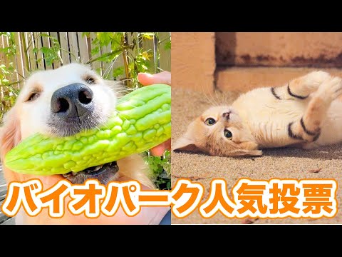 世界一ゆる〜い総選挙やります。(YouTube)