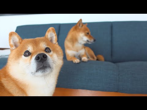 【イタズラ】黒猫が盛大にやらかしてたので柴犬に助けを求めてみると。(YouTube)