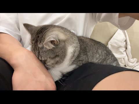 どうしても仕事に行ってほしくない猫の止め方がかわいすぎました…笑(YouTube)