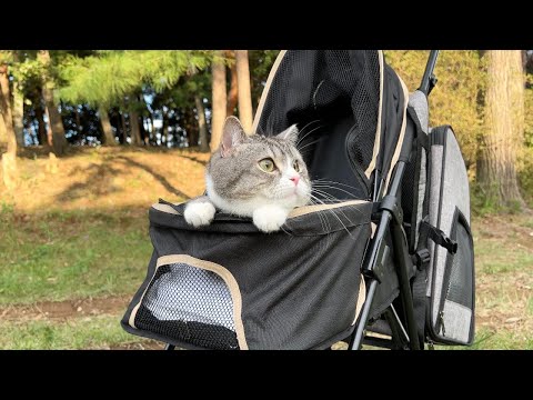 ベビーカーで紅葉を見に行ったら猫の反応がマジでかわいすぎました笑(YouTube)