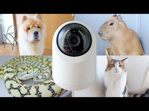 これはペット飼いは絶対買うべき(YouTube)
