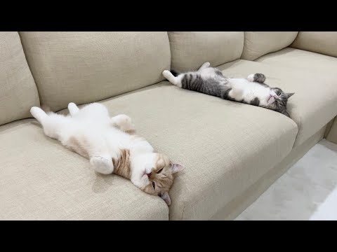 初めて一緒にお留守番してもらったら猫たちがこうなってました…笑(YouTube)