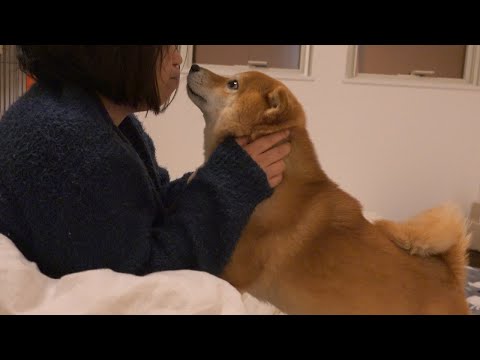 ママが熱でダウン…その時柴犬の兄妹は。(YouTube)