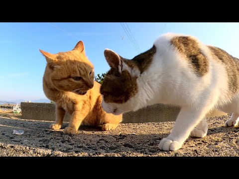 魚の取り合いで喧嘩するも、最後は茶トラ猫が一口ゆずってあげる(YouTube)