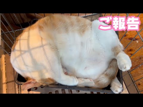 ご報告　ココ経過報告と診断名(YouTube)