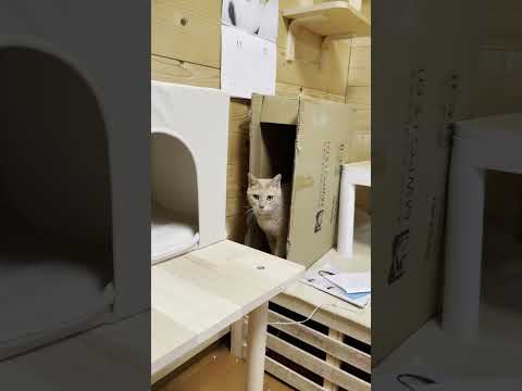 まあまあ面白くない猫のマジックショー(YouTube)