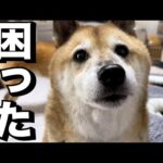 平和なR村に士気を高めるアアアーの声が…笑(YouTube)