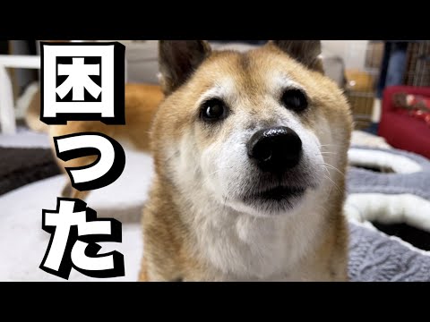 平和なR村に士気を高めるアアアーの声が…笑(YouTube)