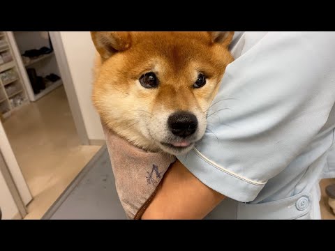 柴犬ハチ犬生初めての健康診断へ、その結果は。(YouTube)