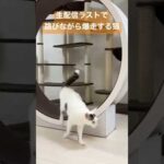 生配信ラストで回し車を跳びながら爆走しまくる天才猫‼︎ #shorts(YouTube)