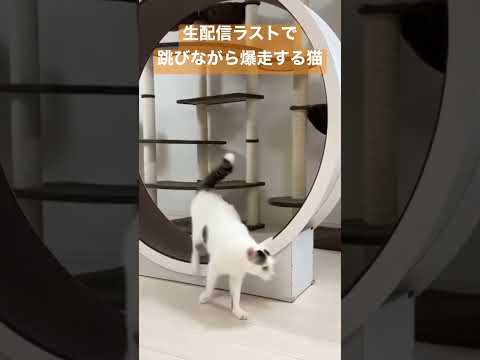 生配信ラストで回し車を跳びながら爆走しまくる天才猫‼︎ #shorts(YouTube)