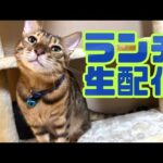 【ランチ生配信11/16】本格的な寒くなってきた日のお昼は猫でも見てほっこりしませんか？生配信(YouTube)