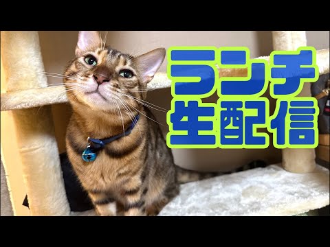 【ランチ生配信11/16】本格的な寒くなってきた日のお昼は猫でも見てほっこりしませんか？生配信(YouTube)