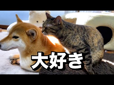 何をしてても結局柴犬のところに戻ってしまう猫に癒されます…(YouTube)