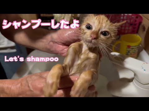 シャンプ～したにゃん　Let’s shampoo(YouTube)