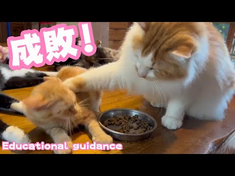 殿様の御飯に手を出した結果 成敗されてしまいました　Educational guidance(YouTube)