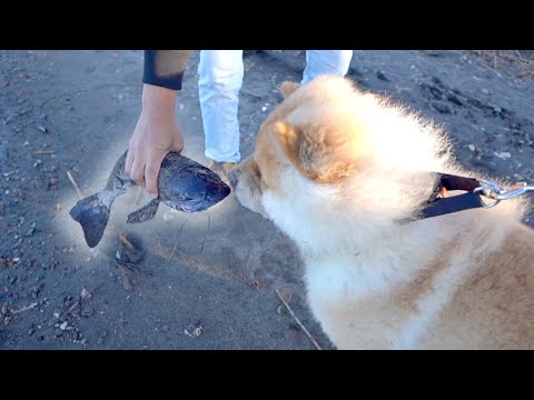 生まれて初めて巨大ナマズを目の当たりにして興奮しまくるチャウチャウ犬(YouTube)