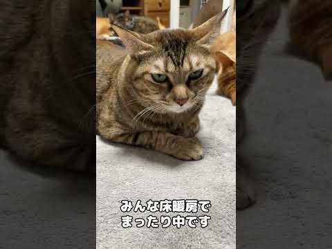 我が家の休日がまったりしすぎ…笑　#shorts(YouTube)