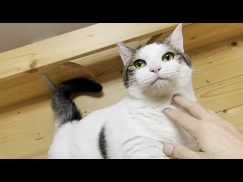 意外とお父さんに従順だった猫(YouTube)