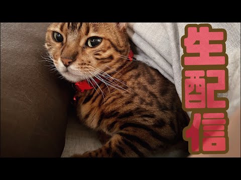 【ランチ生配信11/2】11月に入って寒さも増してきたので猫でも見てほっこりしませんか？生配信(YouTube)