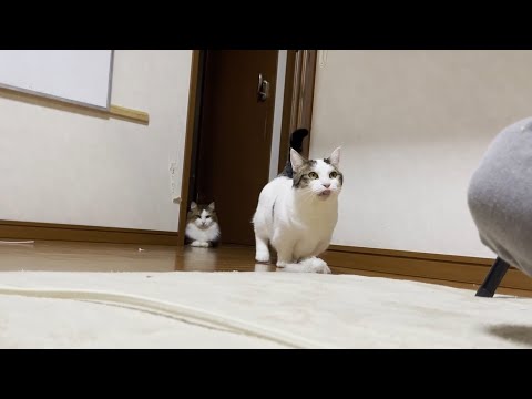 息子に「遊んでくれませんか？」とお願いする猫(YouTube)