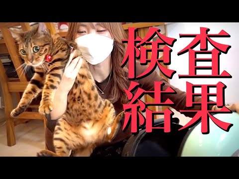 【検査結果】お母さん猫2匹の健康状態をお伝えします(YouTube)