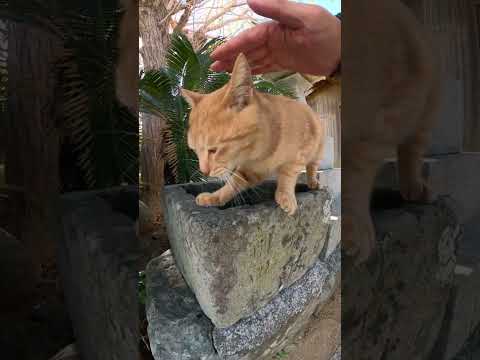 【cat】海が見える神社で暮らす茶トラ猫(YouTube)