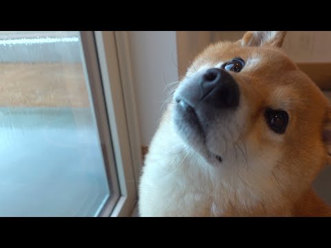 突然の霰にパニックになる柴犬一家。(YouTube)