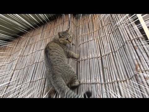 嵐が来てるのに何故かひとりだけ喜ぶ猫(YouTube)