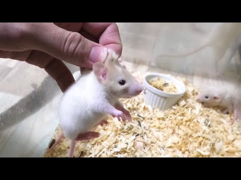 餌用で育てたねずみを餌にしようとしたら最悪の結果になりました(YouTube)